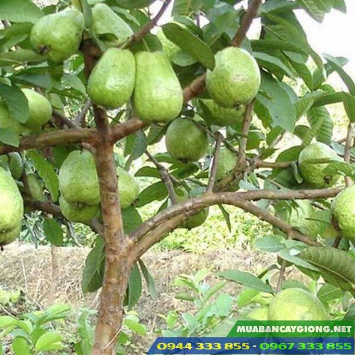 hinh_anh_cay_oi_le_dai_loan Hình ảnh cây ổi lê Đài Loan