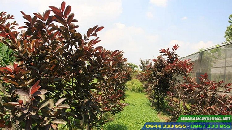 trong_cay_oi_tim_lam_canh_hoac_lam_kinh_te Trồng cây ổi tím làm cảnh hoặc làm kinh tế đều được