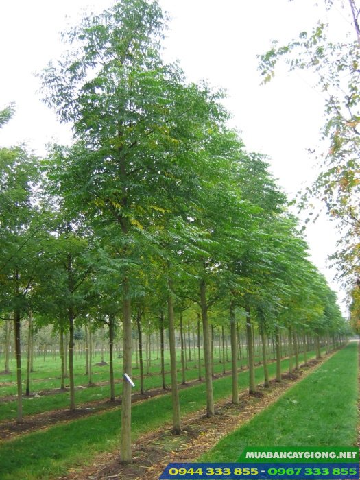 trong_cay_xoan_ta_xoan_trang_lay_go Cây xoan ta (xoan trắng) trồng để lấy gỗ