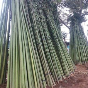 Bán cây gòn làm trụ trồng tiêu (đường kính 4-7cm)