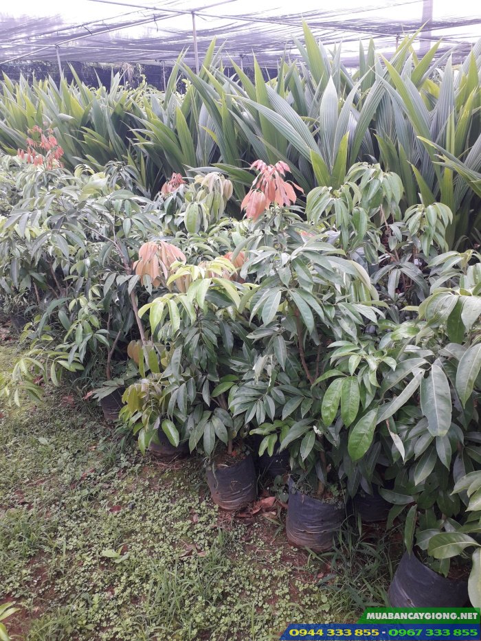 cay_giong_vai_u_hong_chiet_da_sang_bau_on_dinh Cây giống vải u hồng chiết (đã sang bầu ổn định)