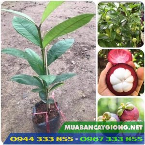 Cung cấp cây giống măng cụt