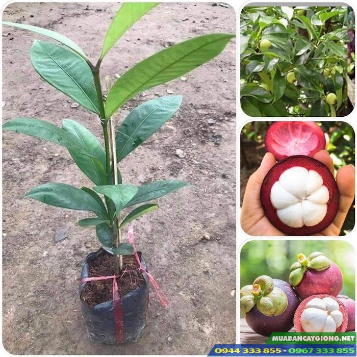 cung_cap_cay_giong_mang_cut Cung cấp cây giống măng cụt
