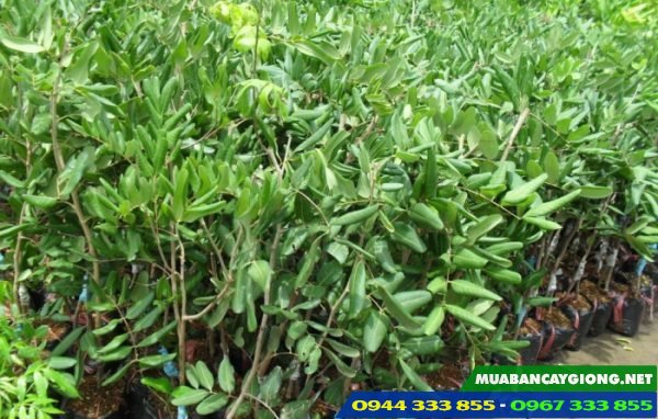 Cung cấp cây nhãn giống: Nhãn ido, hương chi, nhãn tím, nhãn xuồng các loại