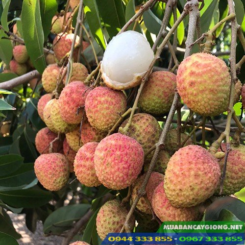 cung_cap_giong_vai_u_hong Cung cấp giống vải u hồng