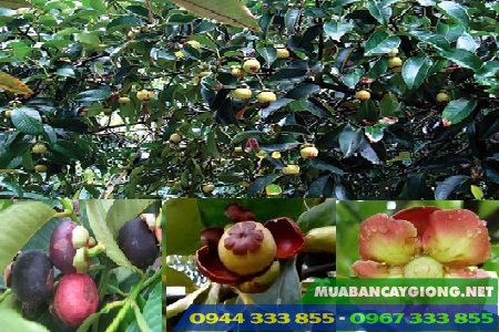 dac_diem_cay_mang_cut