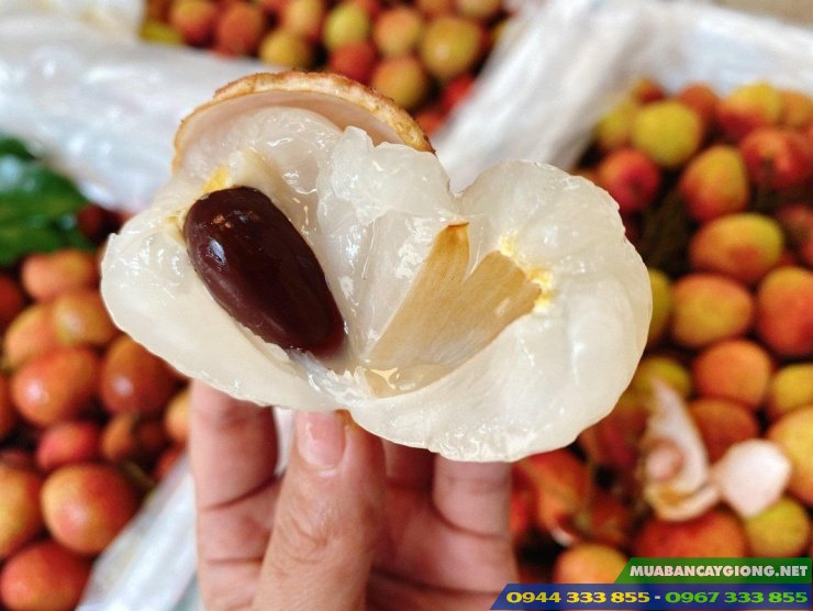 giong_vai_chin_som_vai_u_hong Giống vải chín sớm (giống vải u hồng)