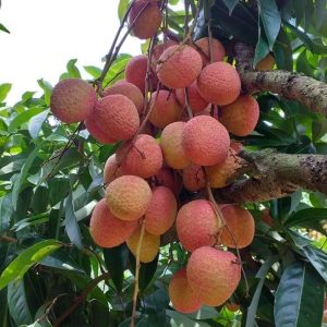 Giống vải u hồng (u trứng) chín sớm giá trị kinh tế cao