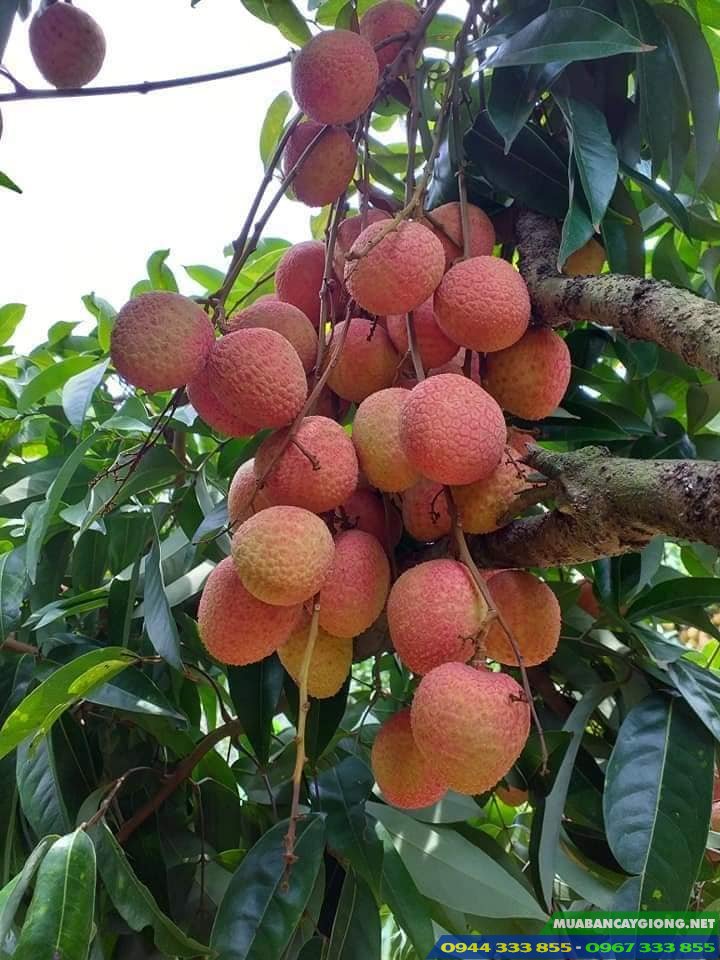giong_vai_u_hong_u_trung_chin_som Giống vải u hồng (u trứng) chín sớm giá trị kinh tế cao