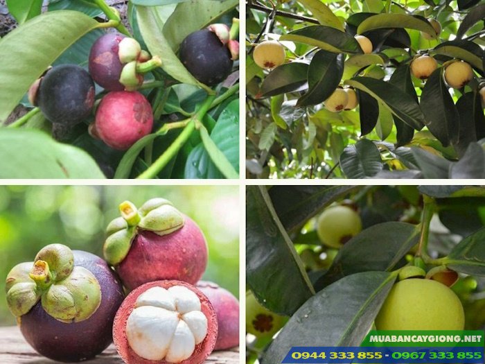 hinh_anh_giong_cay_mang_cut Giống cây măng cụt (quả tỏi ngọt)