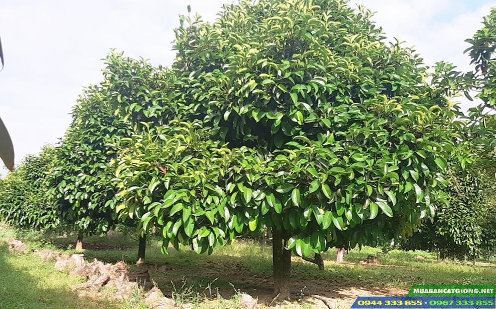 ky_thuat_trong_mang_cut Kỹ thuật trồng măng cụt