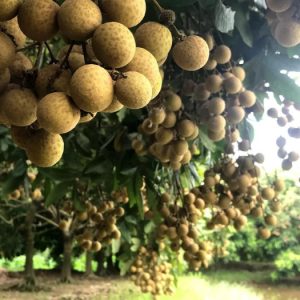 Nhãn Thái IDO - Giống nhãn giá trị kinh tế cao