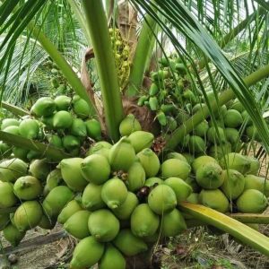 Đặc điểm và kỹ thuật trồng giống dừa xiêm dứa