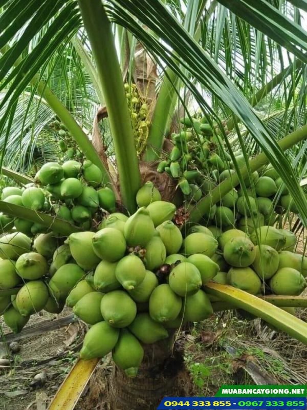 Đặc điểm và kỹ thuật trồng giống dừa xiêm dứa