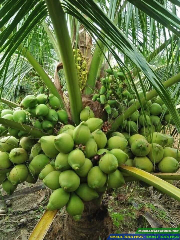 cay_dua_xiem_dua_giong_dua_hieu_qua_kinh_te_cao Đặc điểm và kỹ thuật trồng giống dừa xiêm dứa