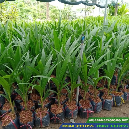 cay_giong_dua_xiem_lun_day_lua_ma_lai Cây giống dừa xiêm lùn: xiêm xanh, xiêm đỏ, xiêm dứa, xiêm mã lai