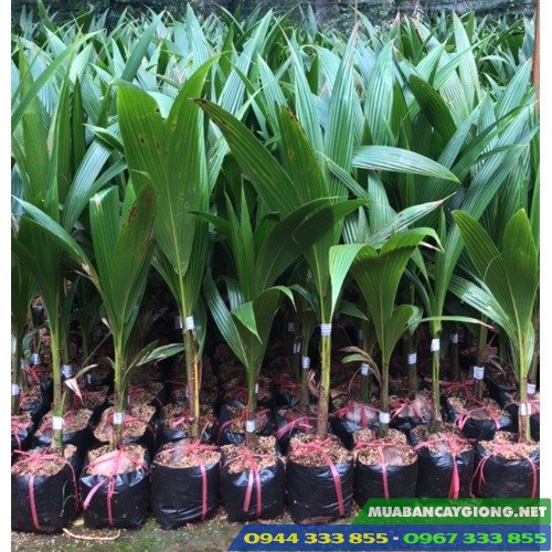 cay_giong_dua_xiem_xanh_lun_day_lua_ma_lai Cung cấp cây giống dừa xiêm các loại