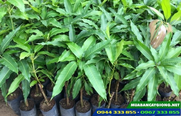 Địa chỉ cung cấp giống xoài Úc, xoài thái, xoài đài loan, xoài ngọc vân...
