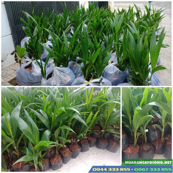 cung_cap_cay_giong_dua_xiem Cung cấp cây giống dừa xiêm: xiêm xanh, xiêm lửa, xiêm dứa, xiêm mã lai