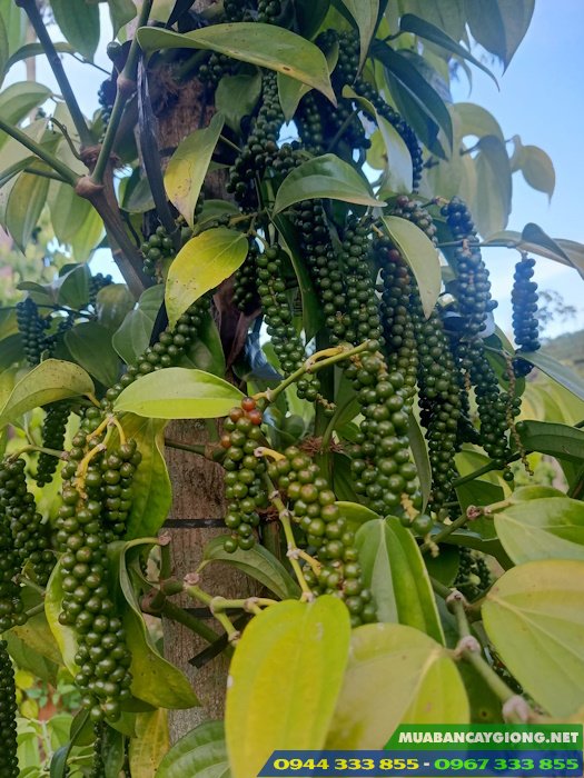 dac_diem_va_cach_trong_giong_tieu_tung_linh Đặc điểm và cách trồng giống tiêu Tùng Linh