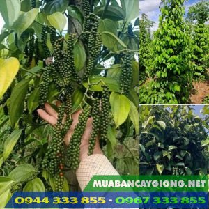 Địa chỉ cung cấp giống tiêu Tùng Linh: Tiến Đạt Ban Mê 0944.333.855