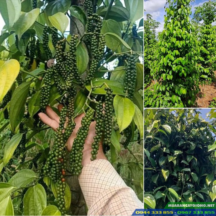 dia_chi_cung_cap_giong_tieu_tung_linh Địa chỉ cung cấp giống tiêu Tùng Linh: Tiến Đạt Ban Mê 0944.333.855