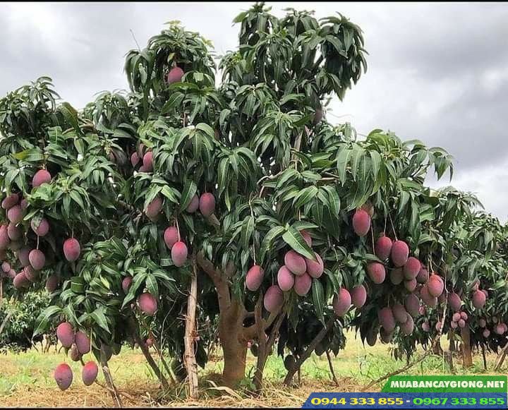 giong_cay_xoai_dai_loan_do_xoai_ngoc_van Đặc điểm và kỹ thuật trồng xoài tím Ngọc Vân