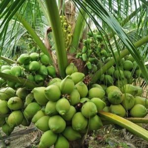 Giống dừa xiêm xanh lùn (dừa xiêm lục)