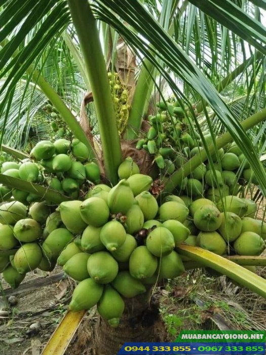 giong_dua_xiem_xanh_dua_lun_trai_xanh Giống dừa xiêm xanh lùn (dừa xiêm lục)