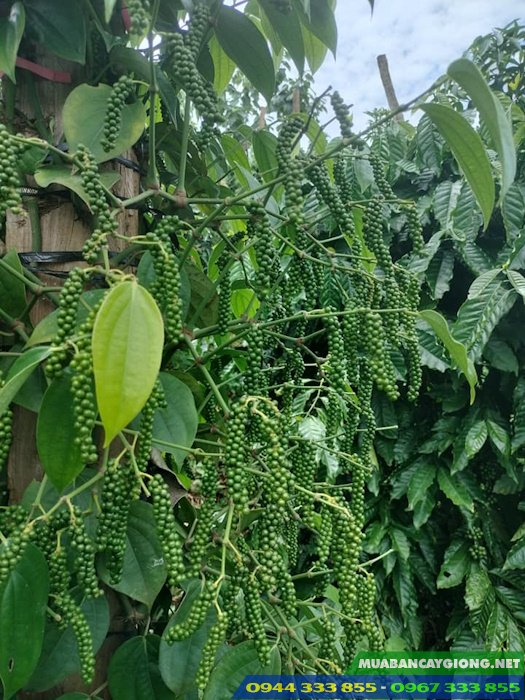 giong_tieu_tung_linh_giong_tieu_moi_nang_suat_cao Cung cấp giống tiêu Tùng Linh (lươn và ác)