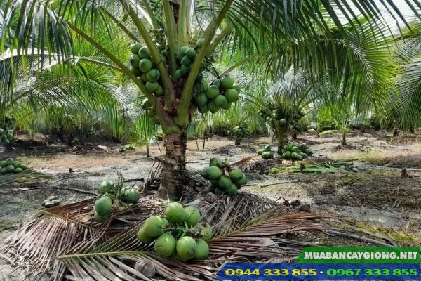 ky_thuat_trong_dua_xiem_lun Giống dừa xiêm lùn: Kỹ thuật trồng và nơi mua cây giống