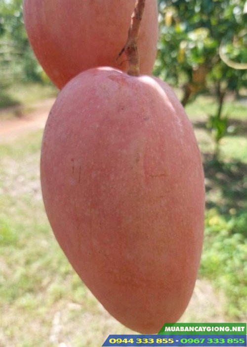 trai_xoai_ngoc_van_xoai_do_dai_loan