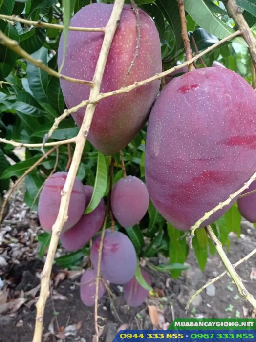 xoai_dai_loan_do_xoai_tim_ngoc_van Cây giống xoài Đài Loan đỏ (xoài tím Ngọc Vân)