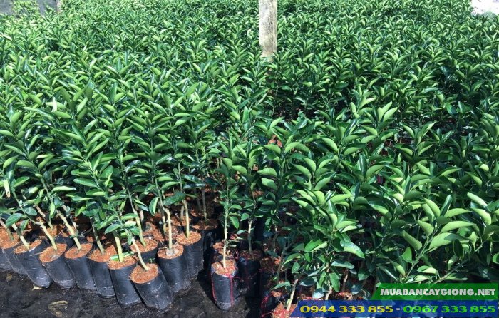 cay_giong_cam_xoan Mua cây giống cam xoàn ở đâu đảm bảo