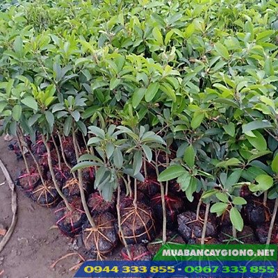 cay_giong_hong_xiem_xoai_thai_lan Giá bán và địa chỉ cung cấp giống hồng xiêm xoài Thái