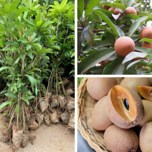 Mua cây giống hồng xiêm xoài ở đâu?