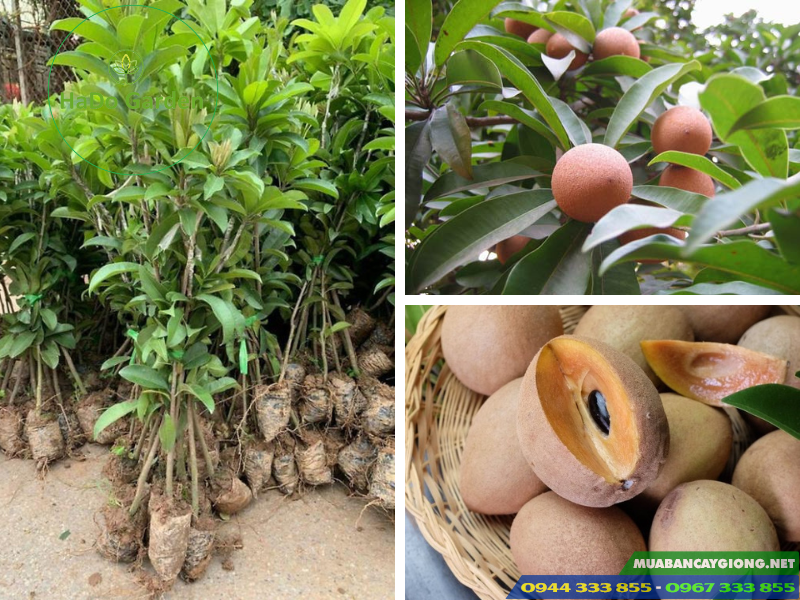 cay_giong_hong_xiem_xoai_thai_sapoche_thai Mua cây giống hồng xiêm xoài ở đâu?