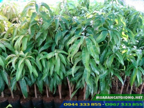 cay_giong_xoai_cat_hoa_loc Cây giống xoài cát hòa lộc