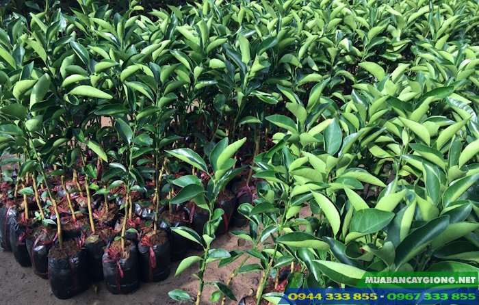 cung_cap_cay_giong_cam_xoan Địa chỉ cung cấp giống cam xoàn
