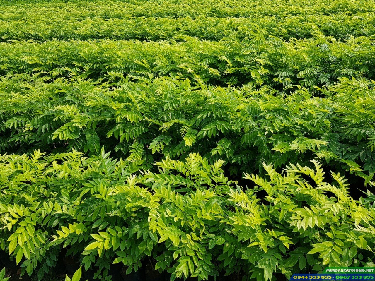 cung_cap_cay_giong_sua_do_trac_thoi Cung cấp giống cây sưa đỏ (trắc thối, huỳnh đàn đỏ)