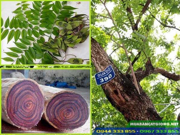 cung_cap_giong_cay_sua_do_trac_thoi Cây sưa đỏ (trắc thối, huỳnh đàn đỏ, hoàng đàn đỏ)