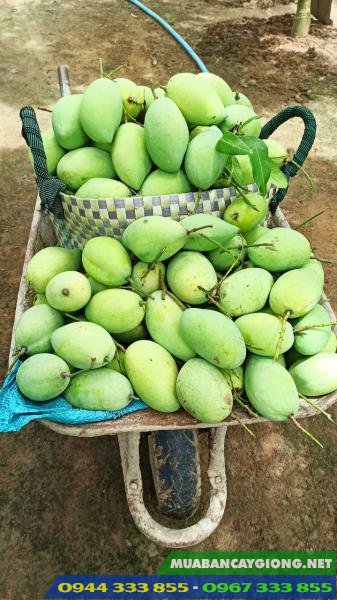 dac_diem_giong_xoai_cat_hoa_loc Đặc điểm và nơi cung cấp giống xoài cát hòa lộc