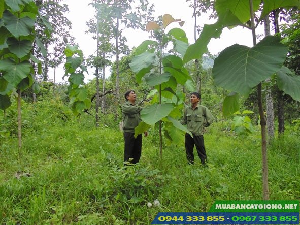 dac_diem_va_ky_thuat_trong_cay_go_tech Đặc điểm và kỹ thuật trồng cây gỗ tếch