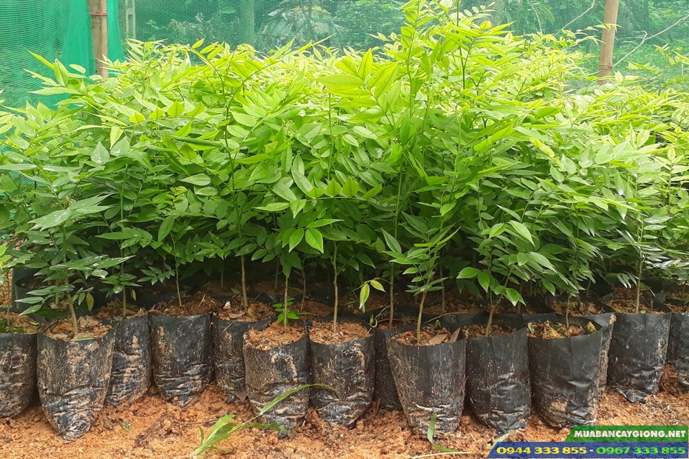 dia_chi_ban_giong_cay_sua_do Địa chỉ bán cây giống sưa đỏ