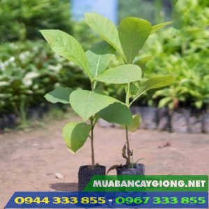 Địa chỉ cung cấp và giá bán cây giống tếch (giá tỵ)
