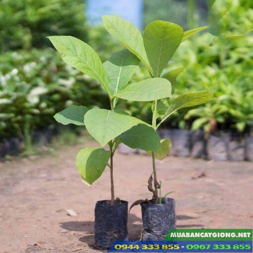 dia_chi_va_gia_ban_cay_giong_tech_gia_ty Địa chỉ cung cấp và giá bán cây giống tếch (giá tỵ)