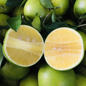 Giống cam xoàn giá trị kinh tế cao