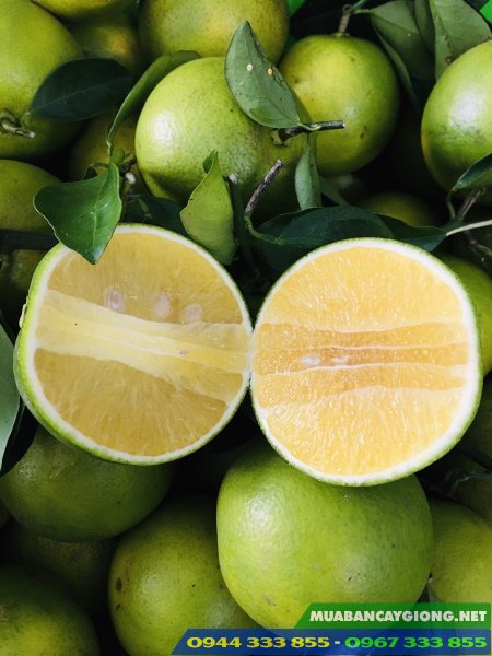 giong_cam_xoan_gia_tri_kinh_te_cao Giống cam xoàn giá trị kinh tế cao