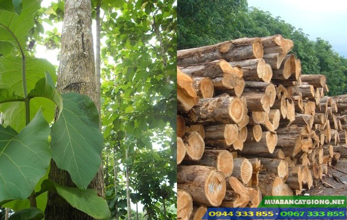 giong_cay_tech_cay_teak Giống cây tếch (cây teak, cây giá tỵ)