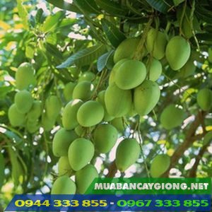 Giống cây xoài cát hòa lộc